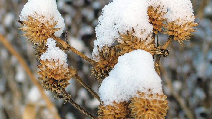 Rattlesnake Master