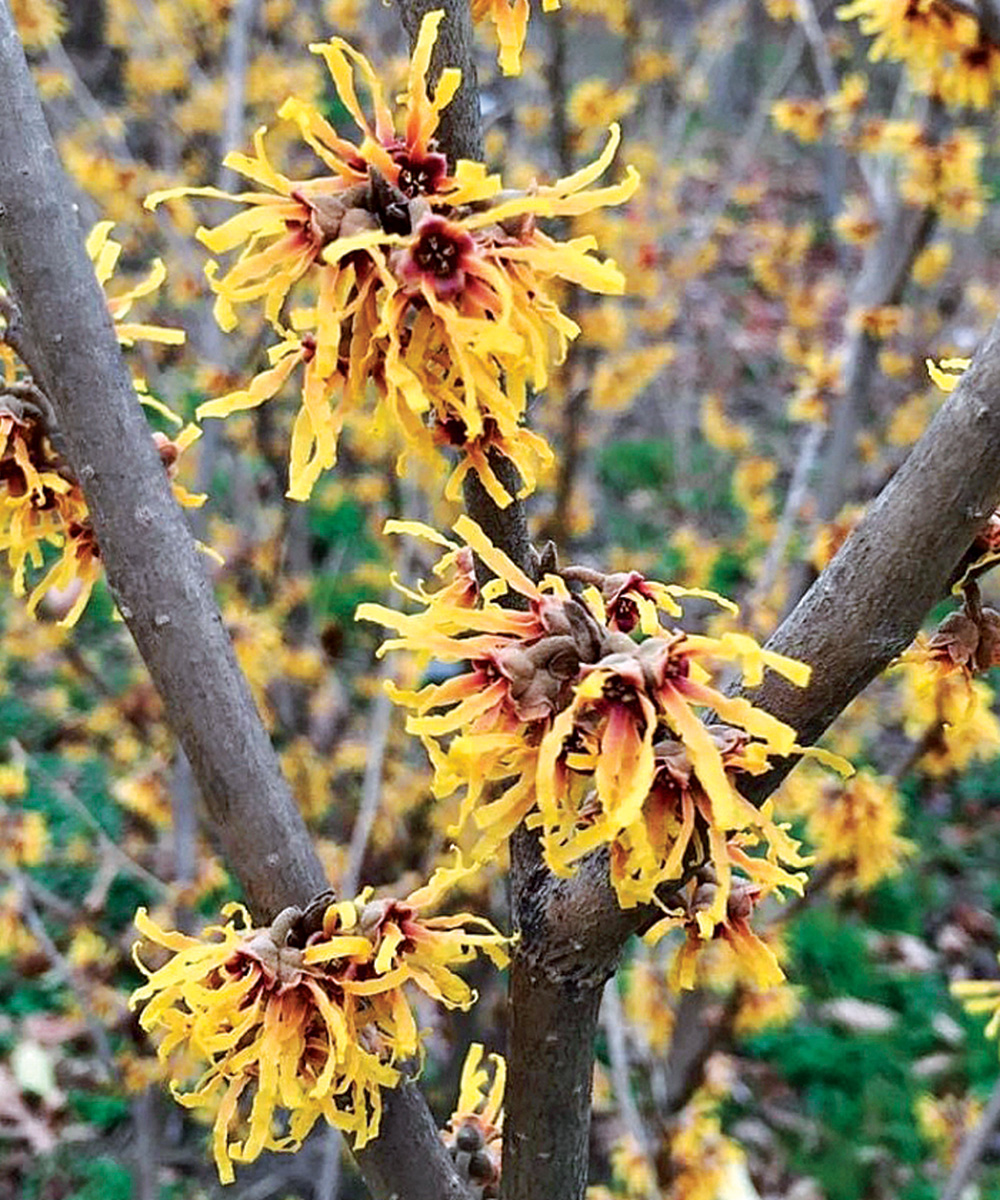 Pacific Horticulture  Witch Hazel: Queen of Winter