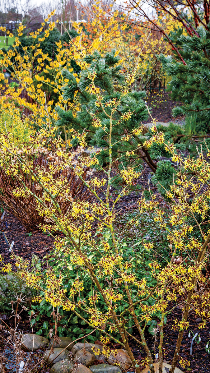 Hamamelis x intermedia 'Winter Beauty', Witch Hazel – Dancing Oaks Nursery  and Gardens