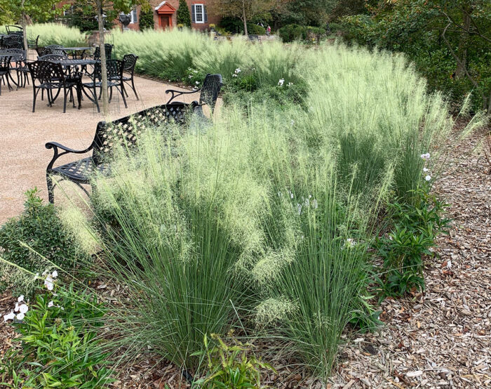 ornamental grass in fall