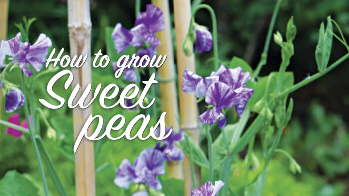 How to Grow Sweet Peas