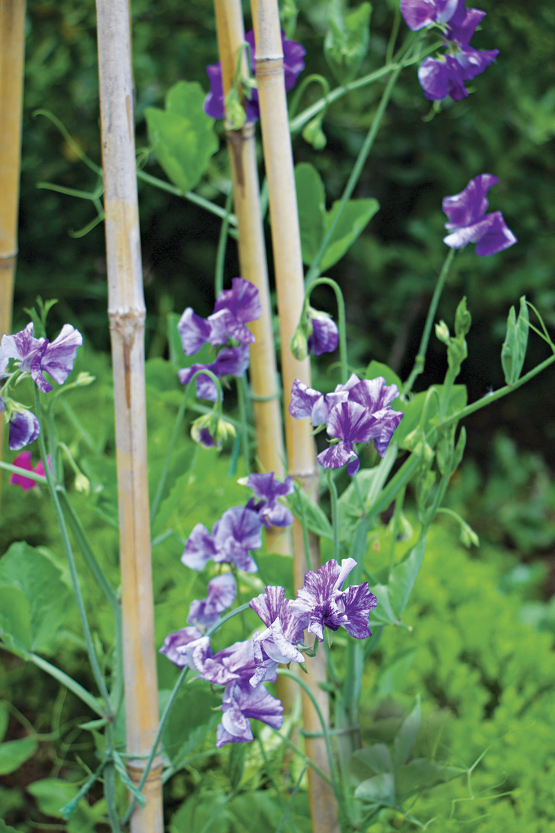 Growing sweet peas as cut flowers? – give them a suitable support