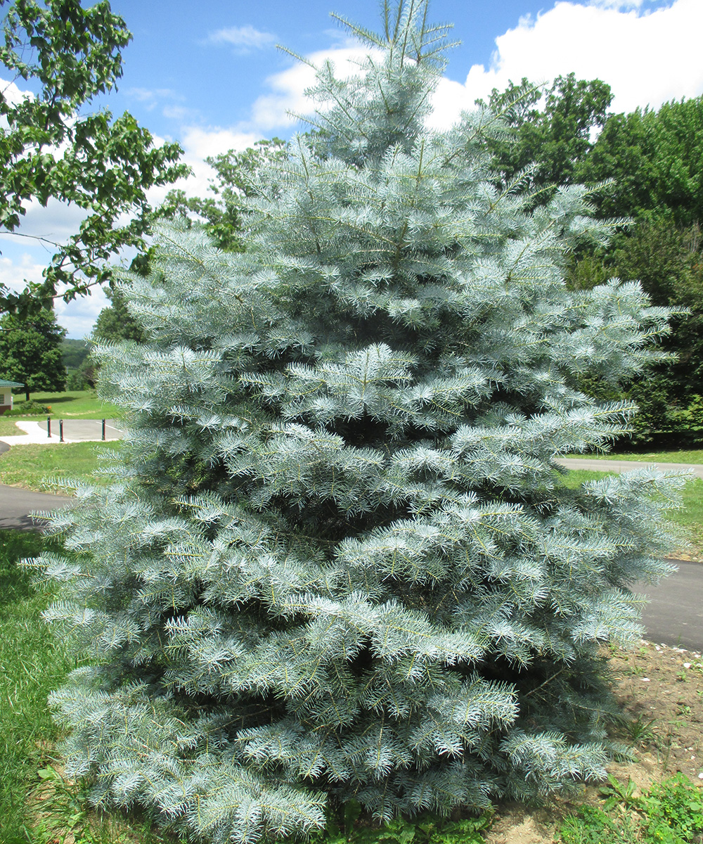 Blue Conifers for the Midwest - FineGardening