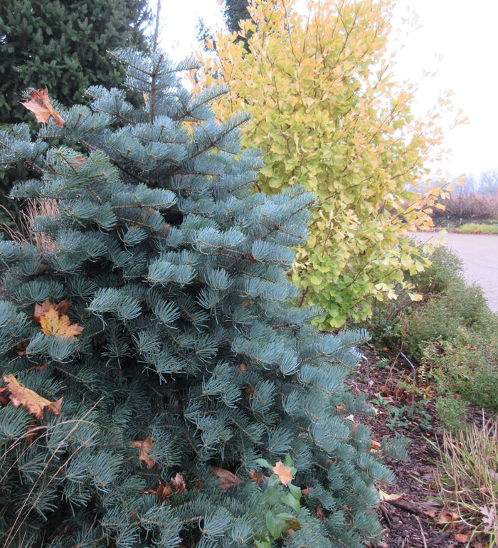 blue conifer tree