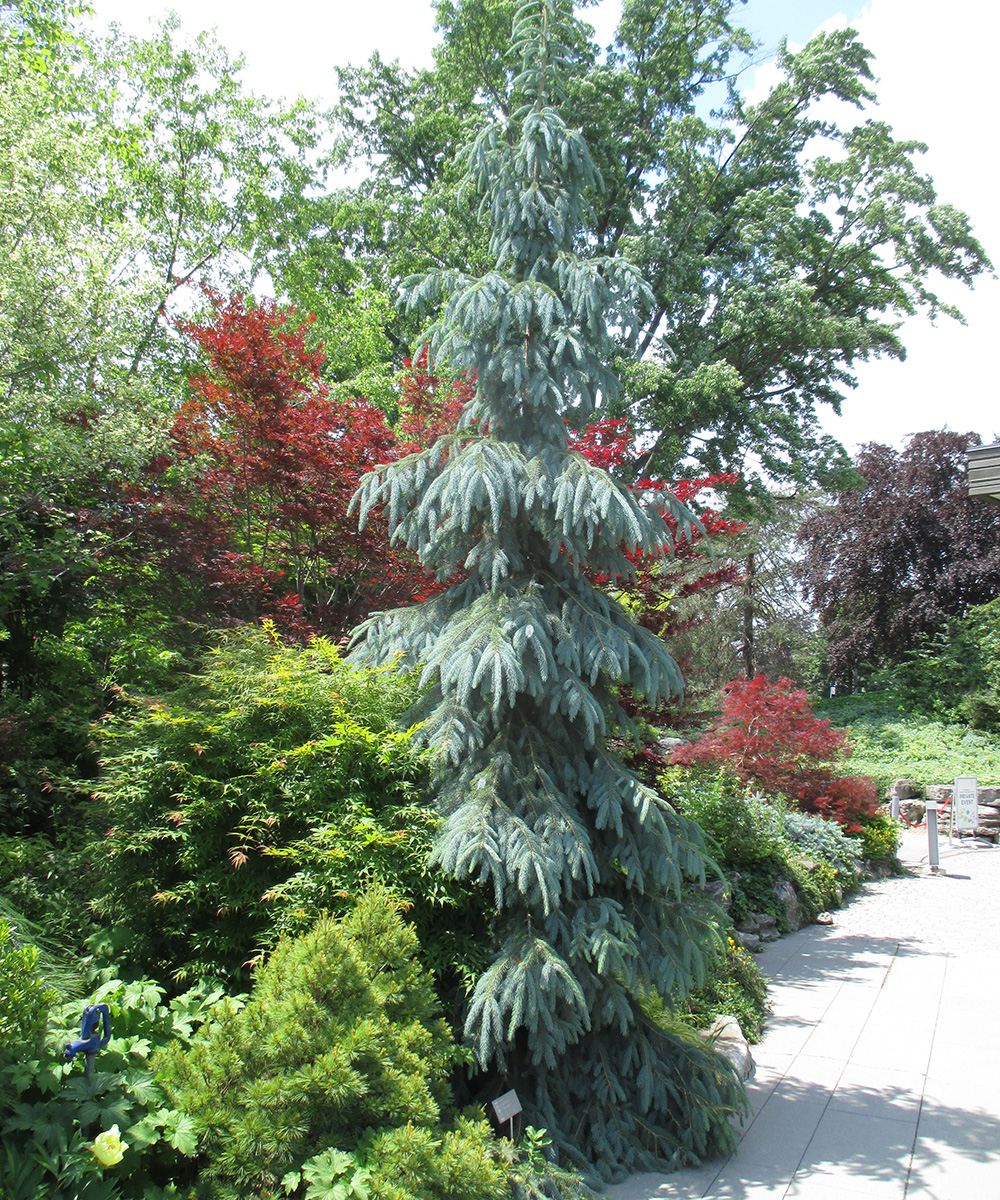 Slenderina Weeping Blue Spruce