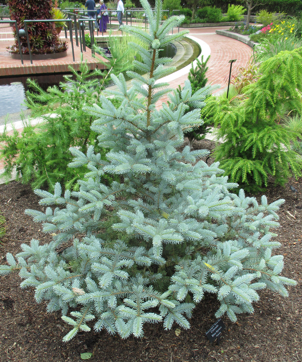 Slenderina Weeping Blue Spruce