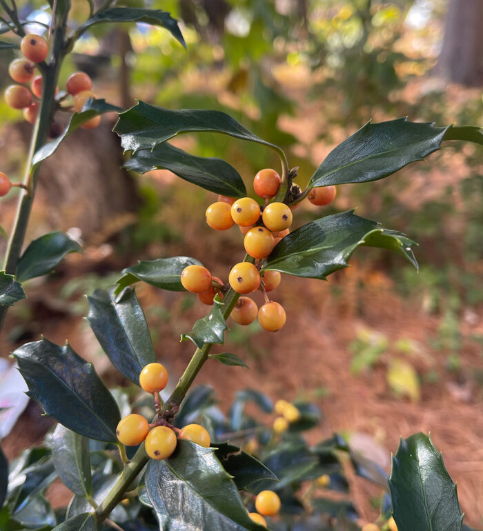 holly with orange berries