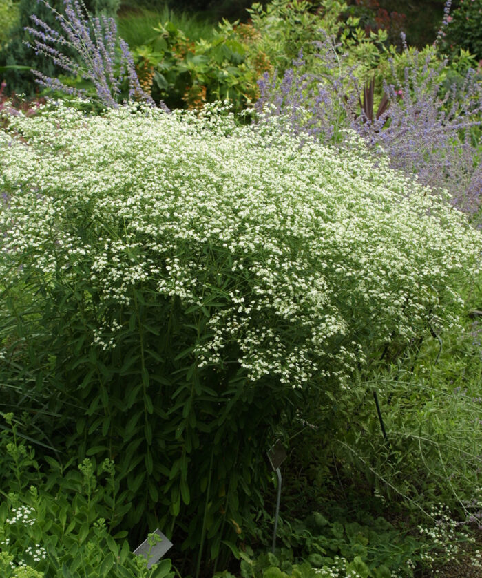 Flowering spurge