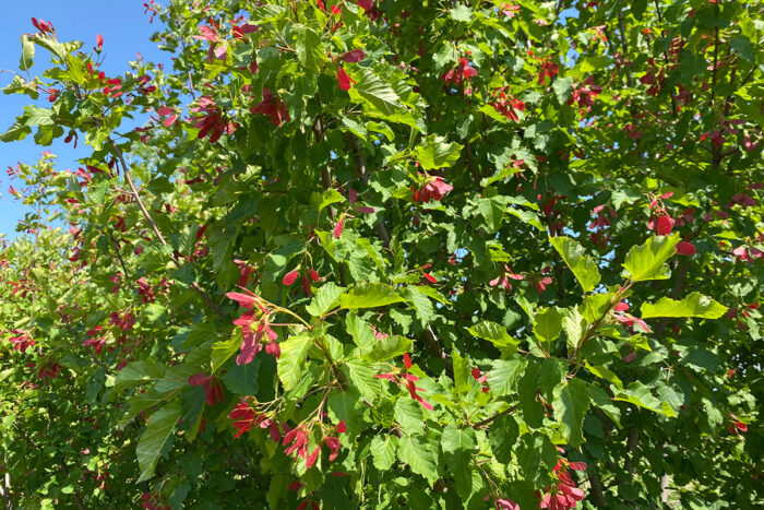 tree with pink samaras