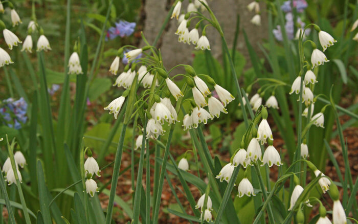 summer snowflake flowers