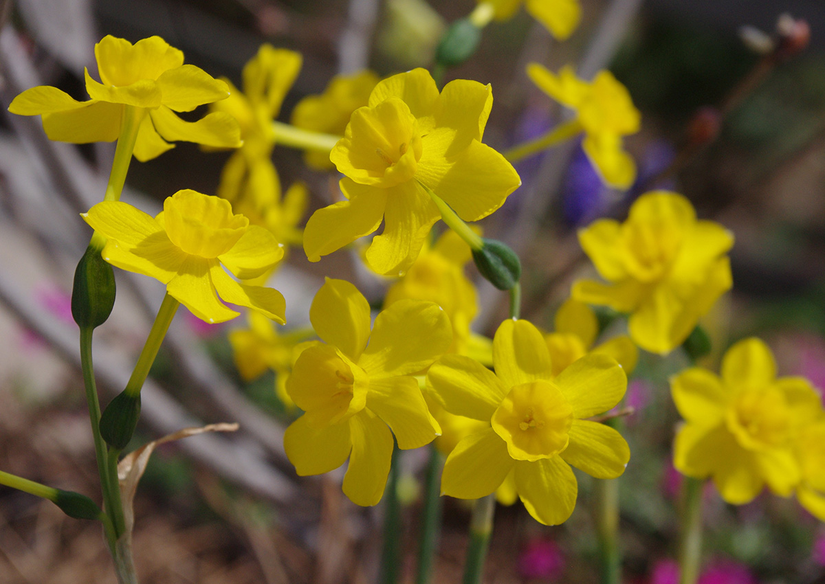 In the South, November Is the Time to Plant Bulbs - Fine Gardening