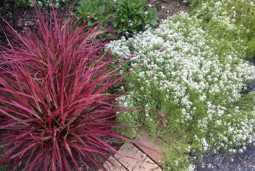 Sweet alyssum with colored ornamental grass