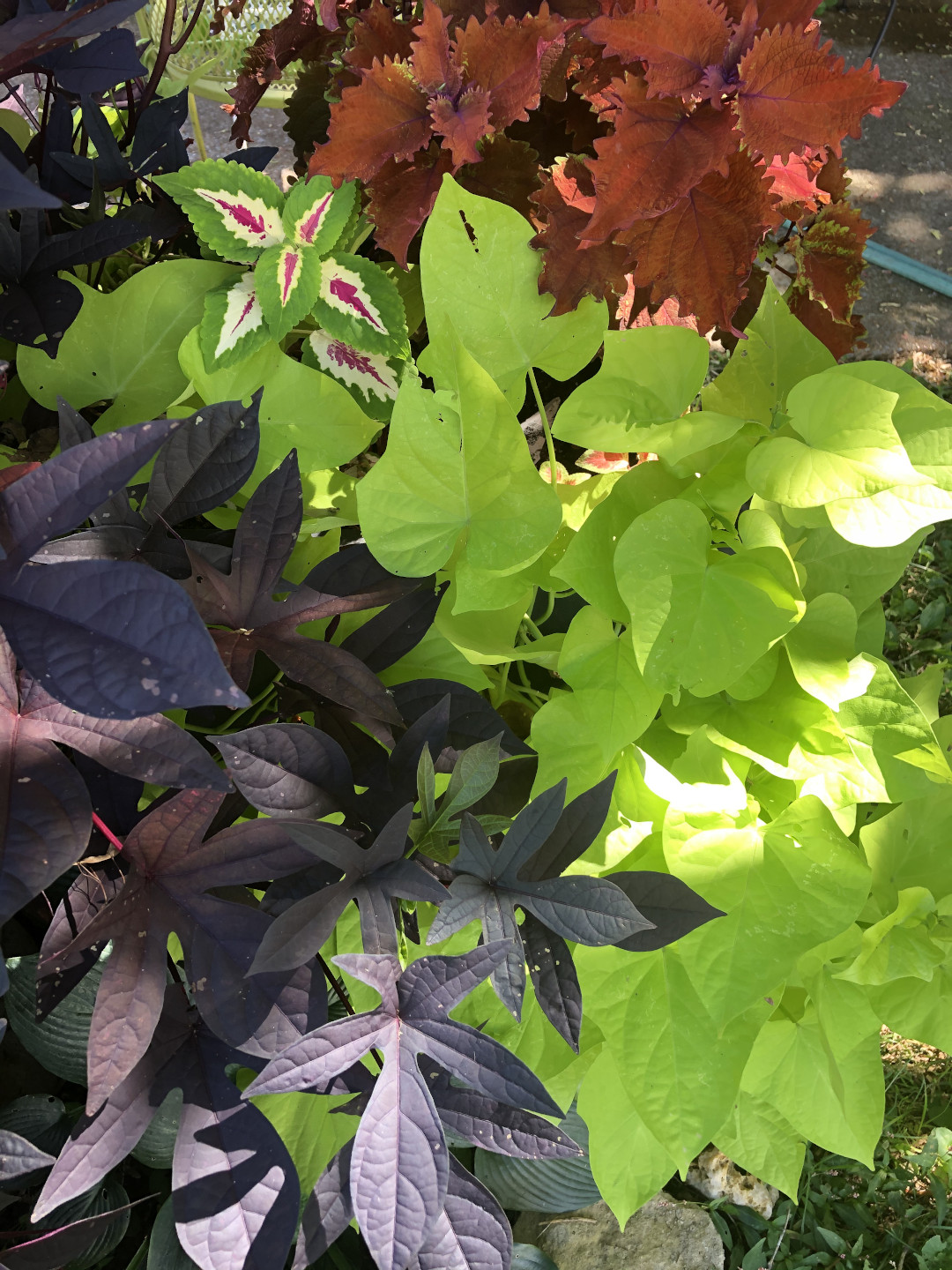 Two different colors of sweet potato vines