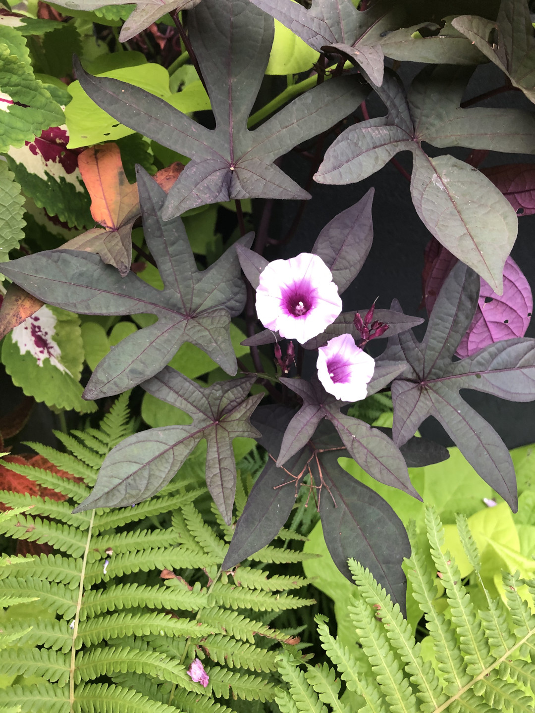 sweet potato vines