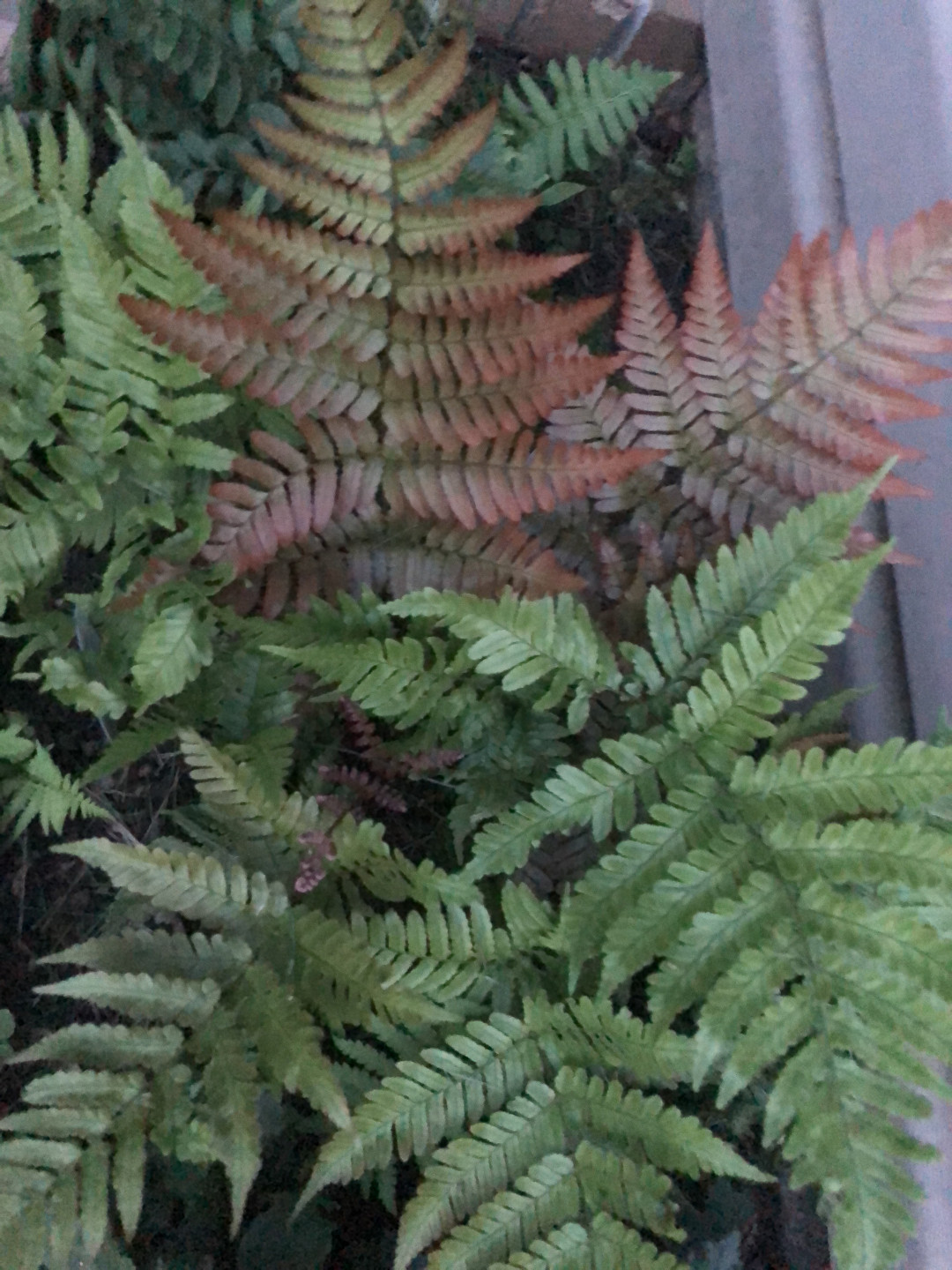 Autumn fern