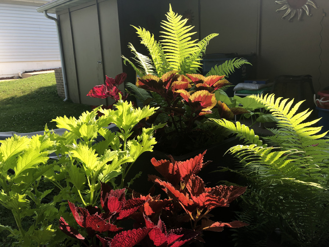 Coleus and ferns