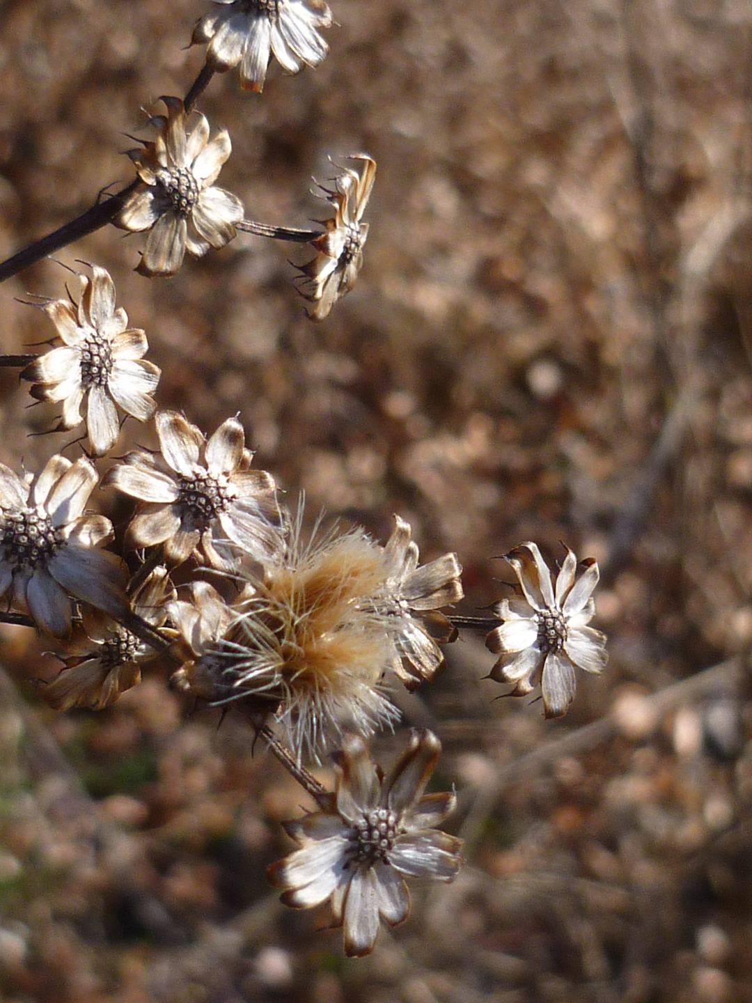 Vernonia noveboracensis