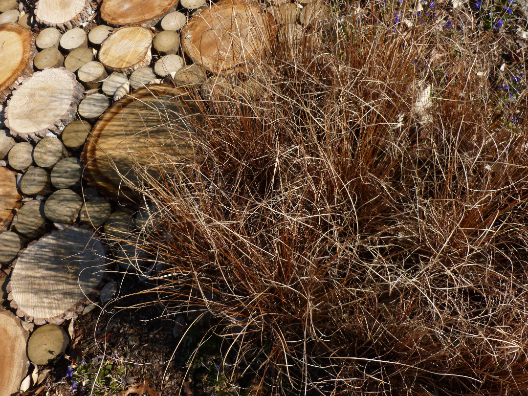 sedge Carex buchananii 'Red Rooster'