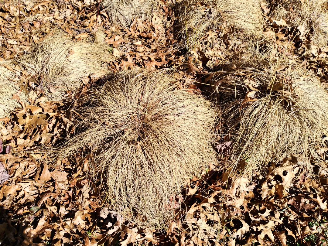 prairie dropseed grass