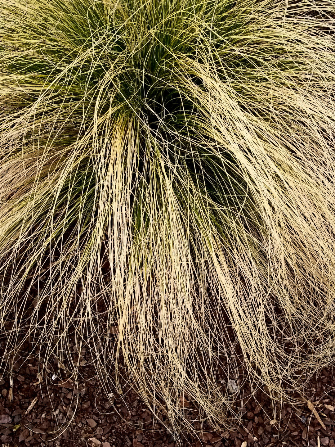 pony tail grass