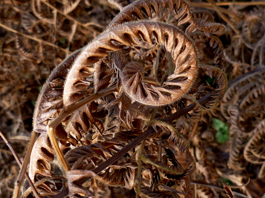 bed of ferns collapsed and curled