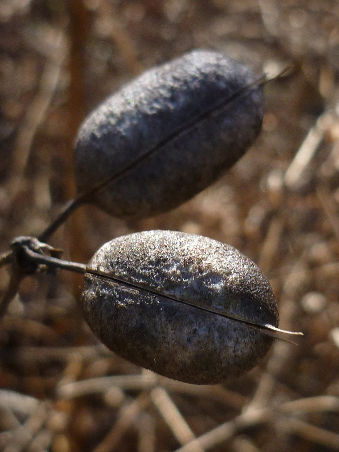 Baptista pods