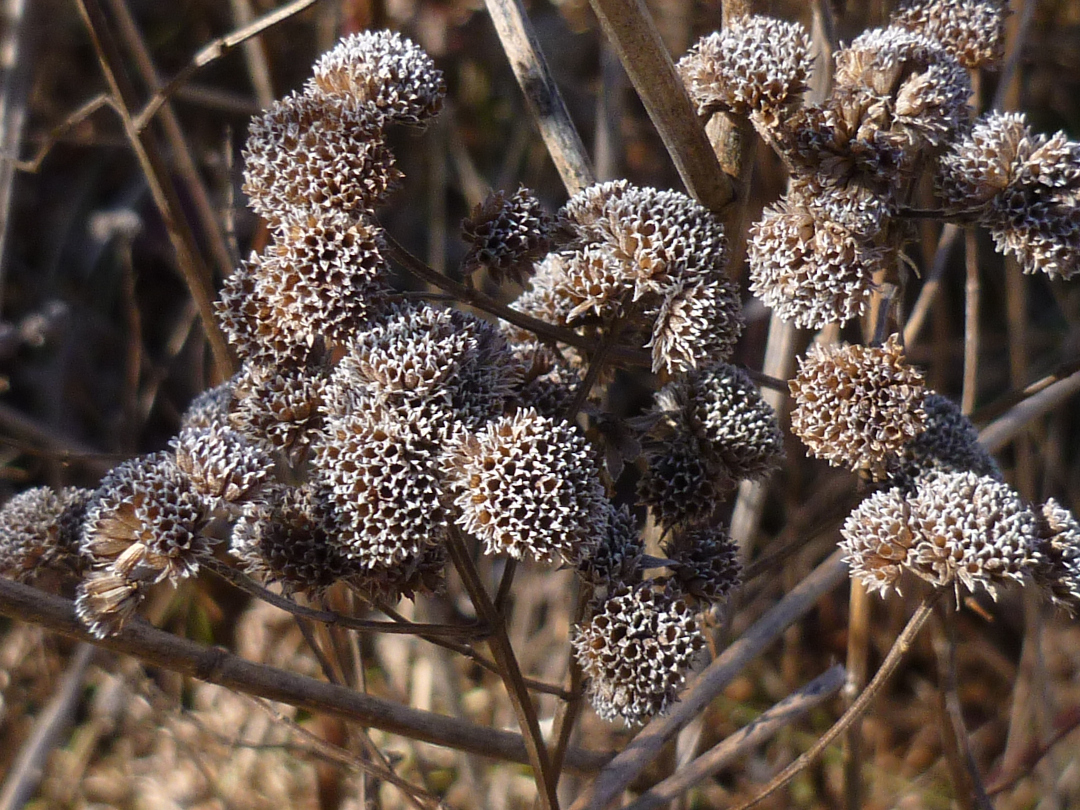 hairy mountain mint