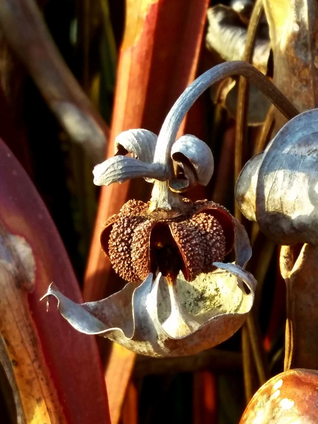 hooded pitcher plant