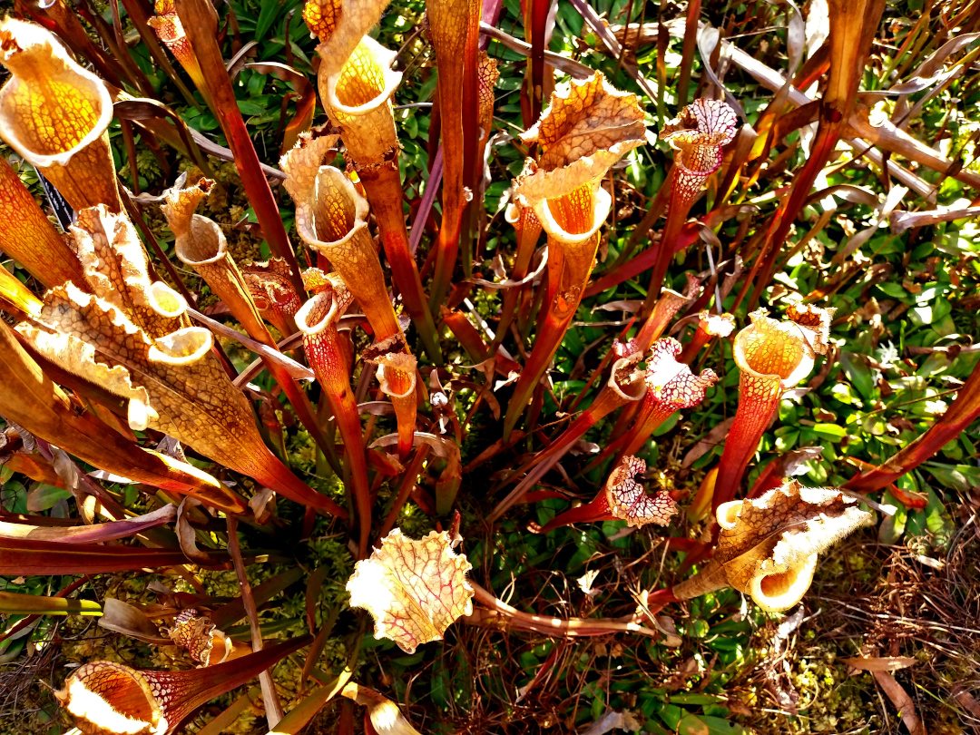 whitetop pitcher platns