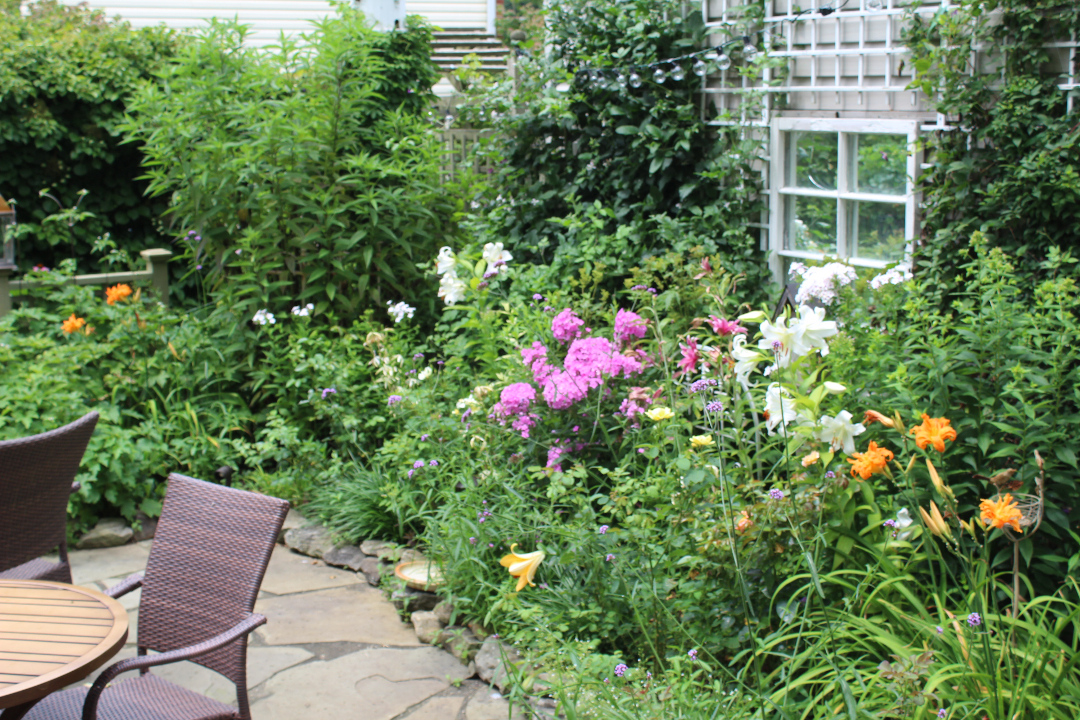 garden phlox