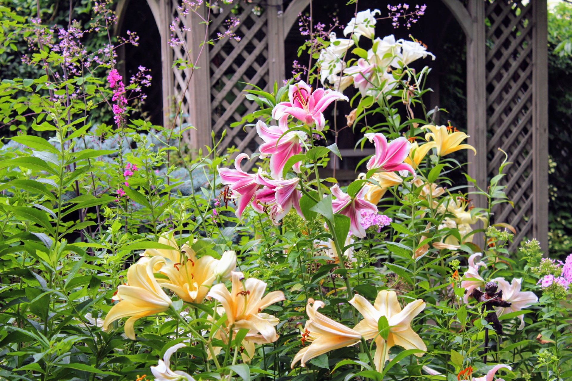 Oriental lily ‘Stargazer’