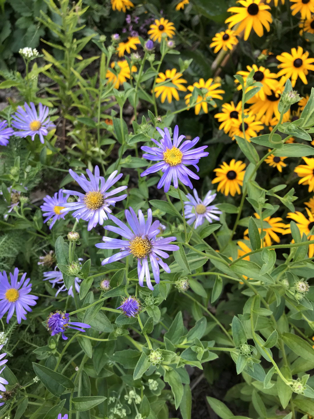 Black-eyed Susans and purple aster