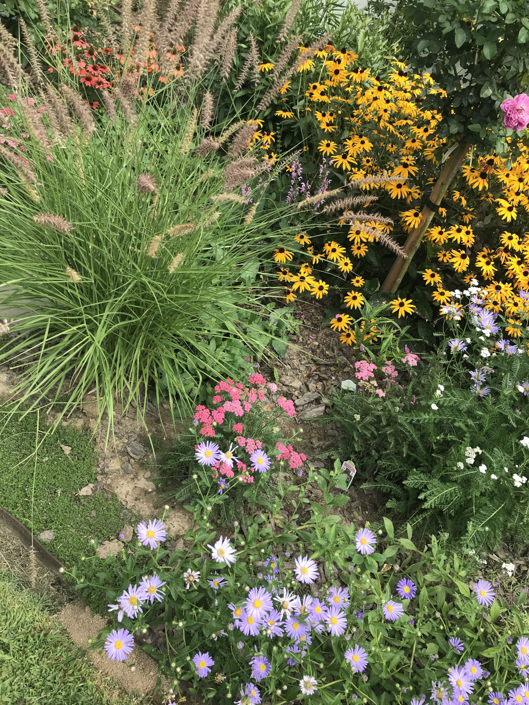 ornamental grasses