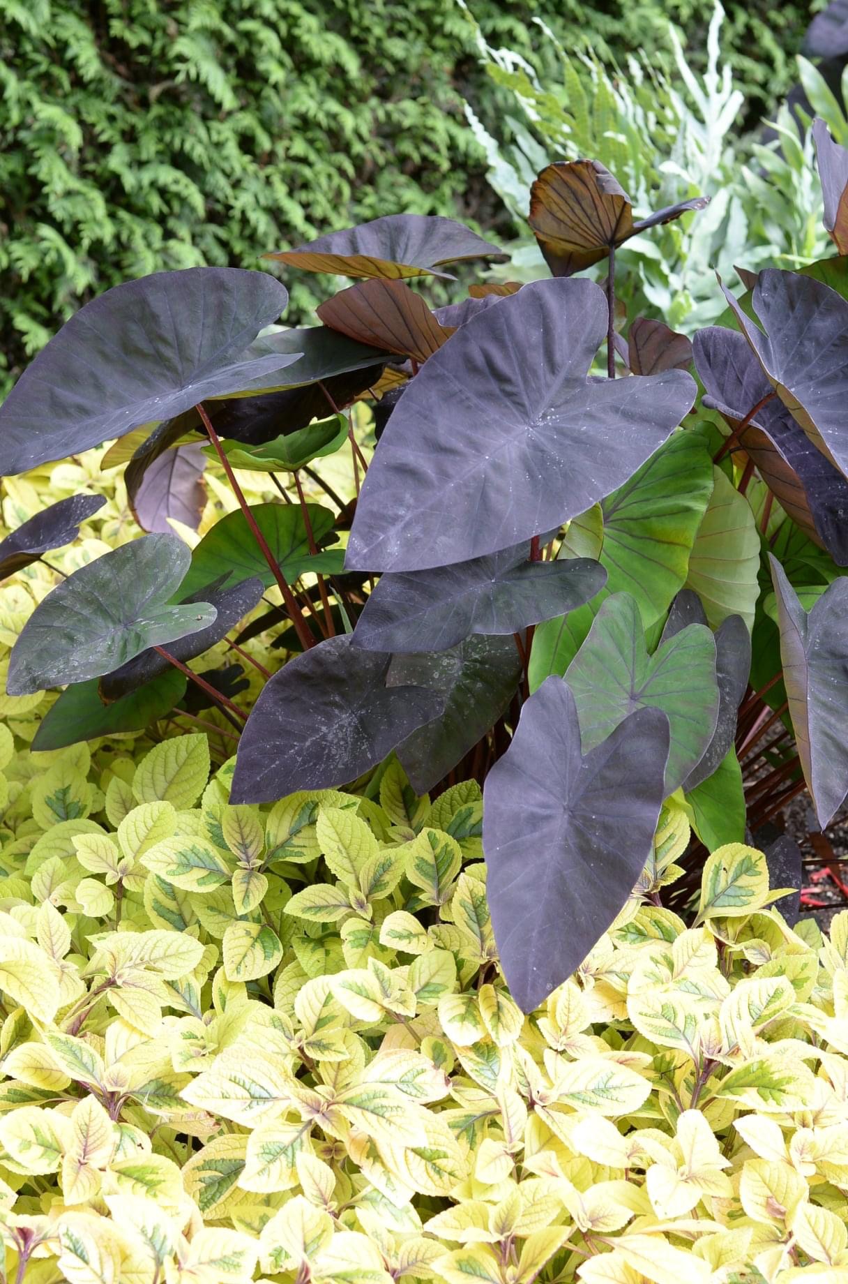 elephants ear and swedish ivy