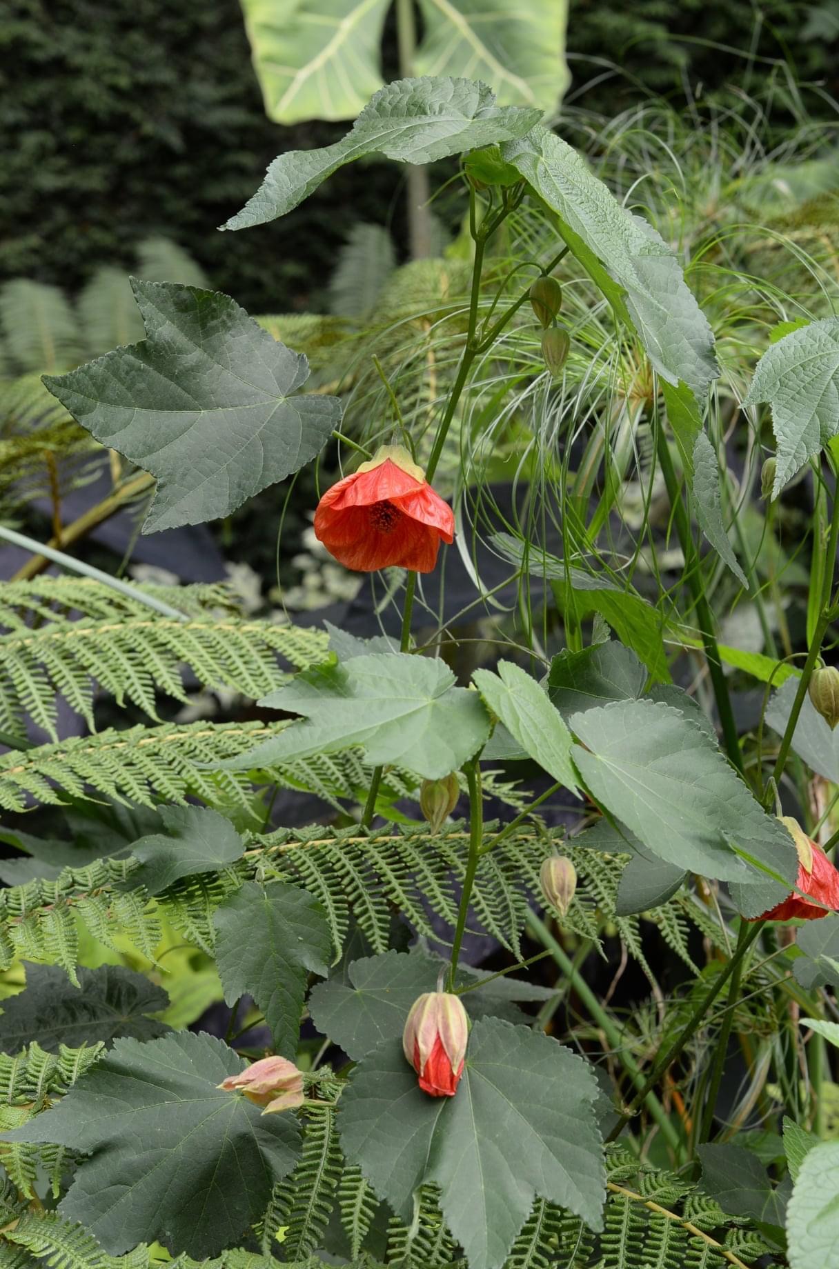 bell-shaped flowers