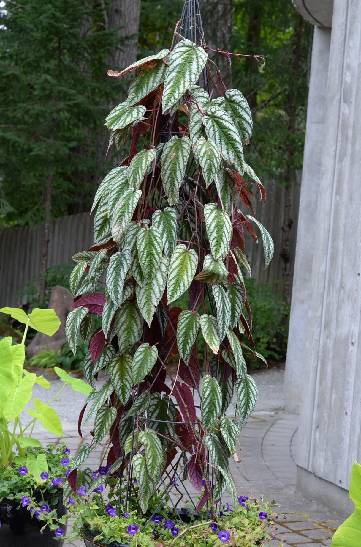 Cissus discolor