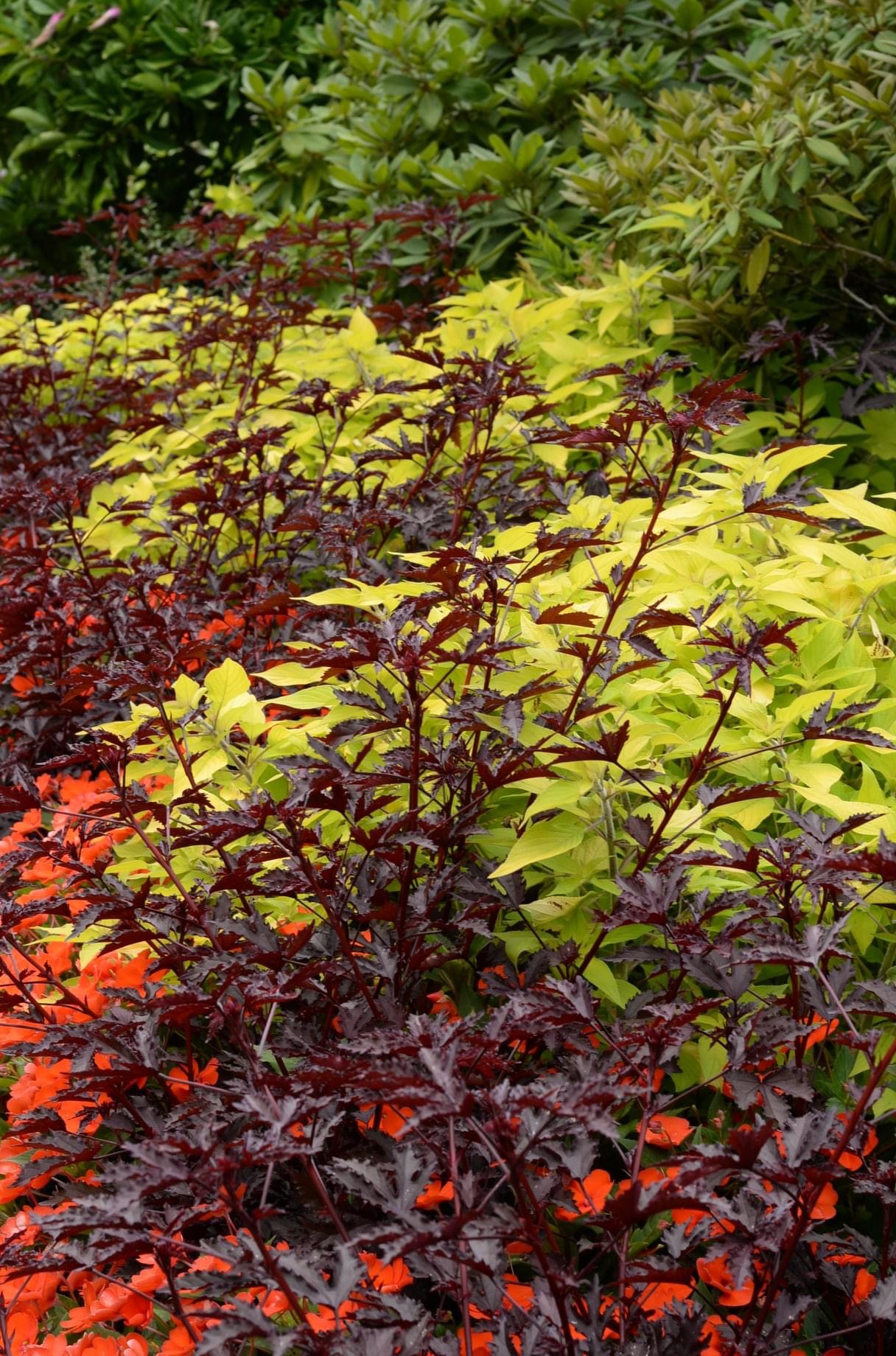 Orange impatiens, yellow leaved pineapple sage, and the dark red leaves of Hibiscus acetosella