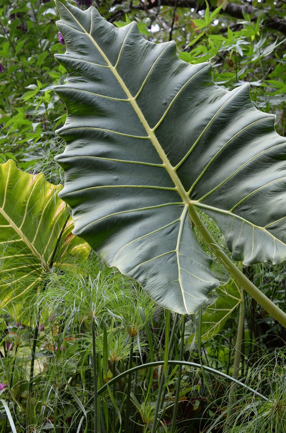 Alocasia 'Sarian'.