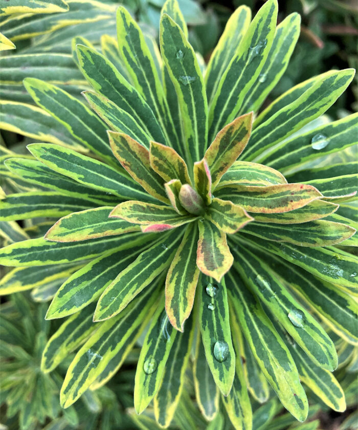 Euphorbia Plant Varieties