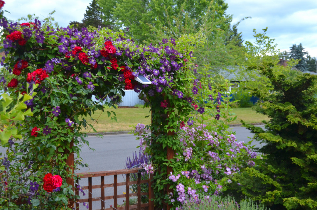 The front garden gate with climbing rose 'Dublin Bay' and 'Veilchenblau' and the Clematis 'Jackmanii Superba' (Zone 4 - 8) and 'Madame Julia Correvon'