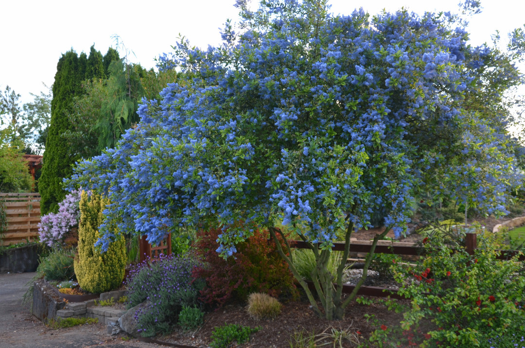 Ceanothus 'Black Diamond' (California Lilac)