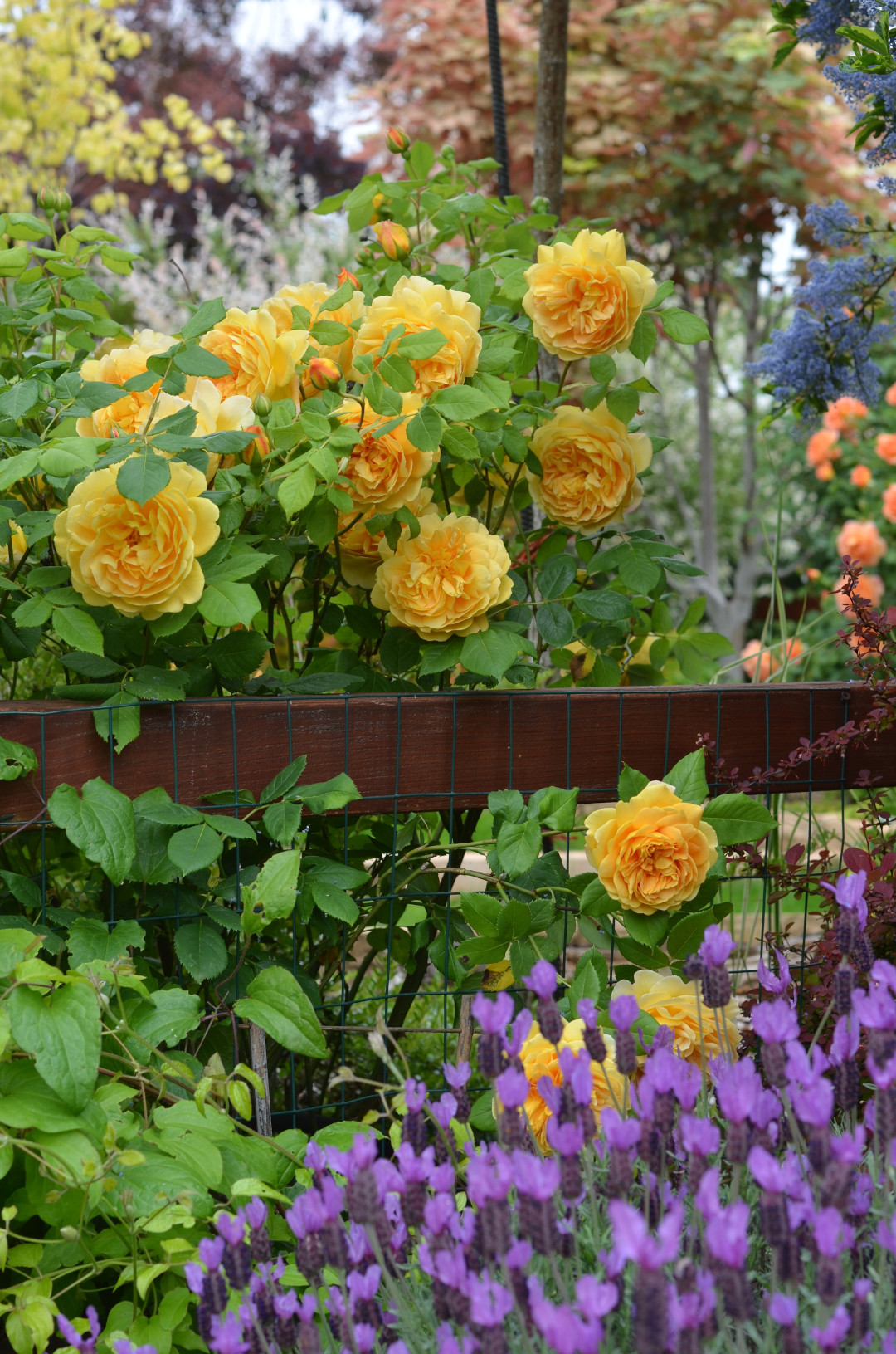 David Austin rose 'Golden Celebration' and Spanish lavender