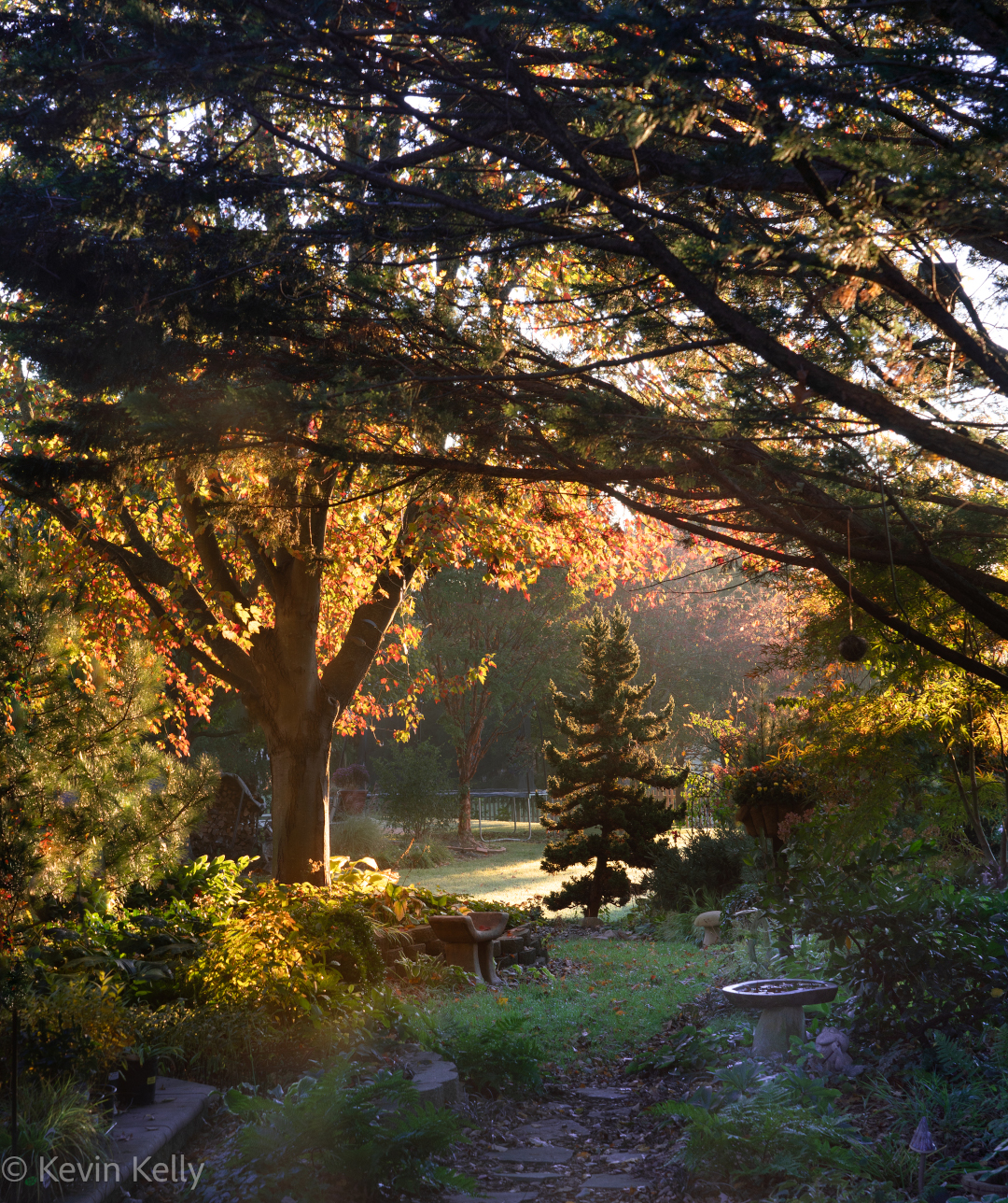 The focal point is Cryptomeria japonica ‘Black Dragon’ (Zone 5 - 9).