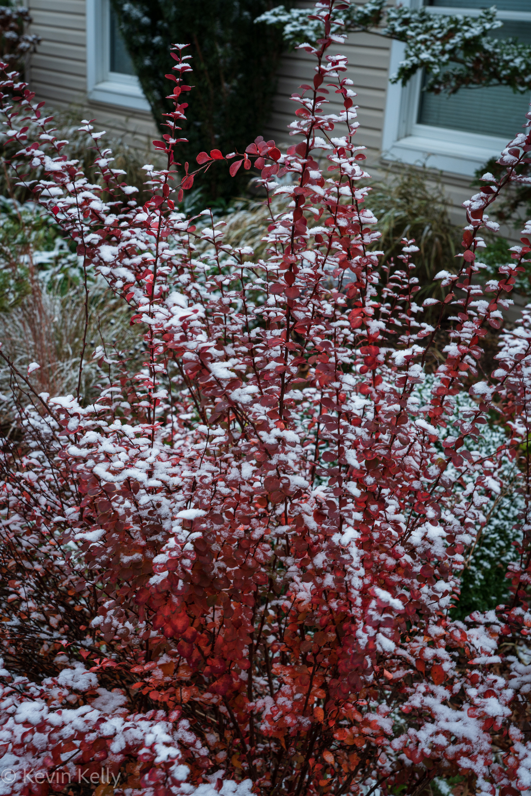 Berberis thunbergii ‘Orange Rocket’ (Zone 4 - 8) with snow covering them