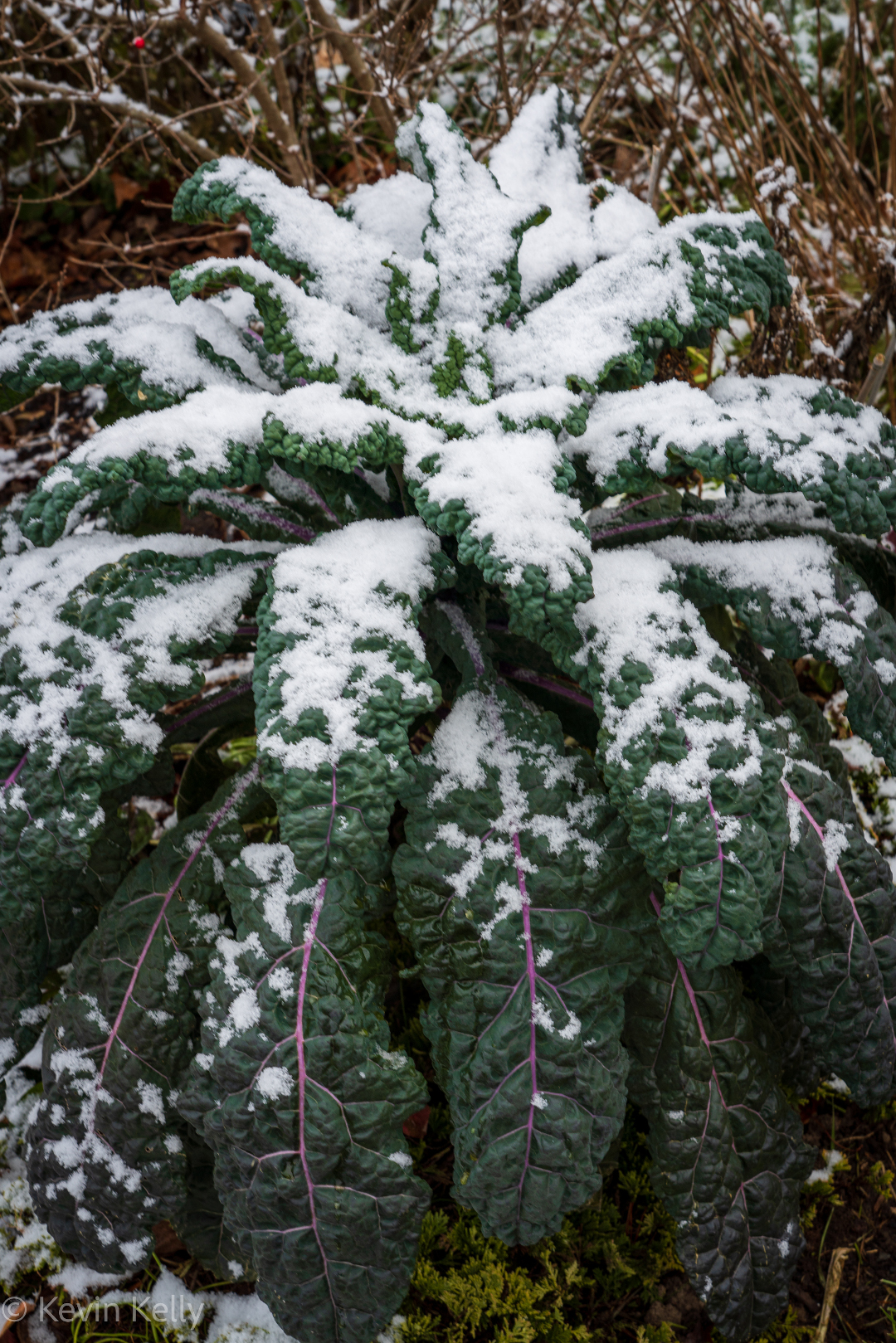 Dinosaur kale