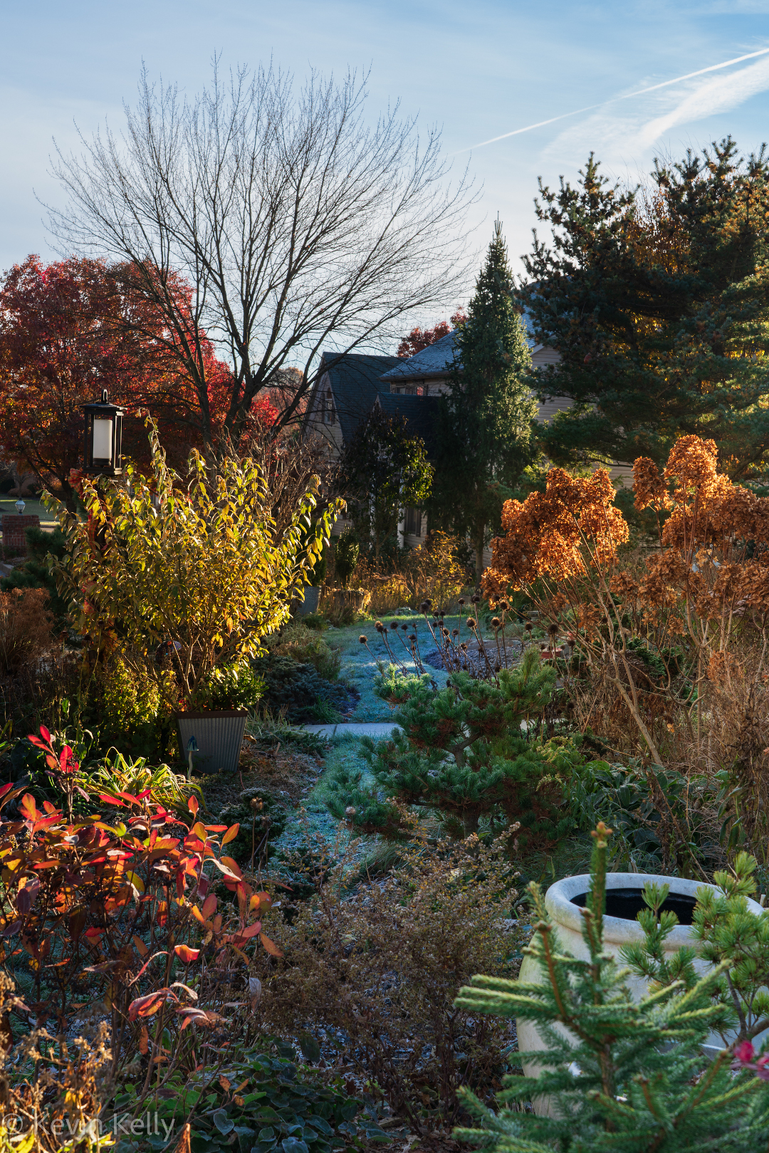 the front yard with a view of Salix