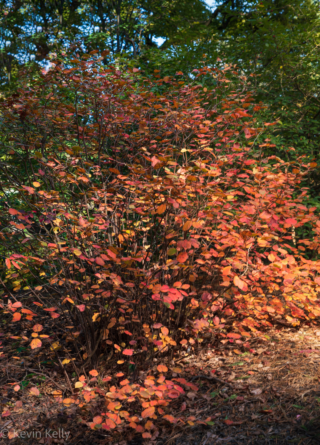 Fothergilla major