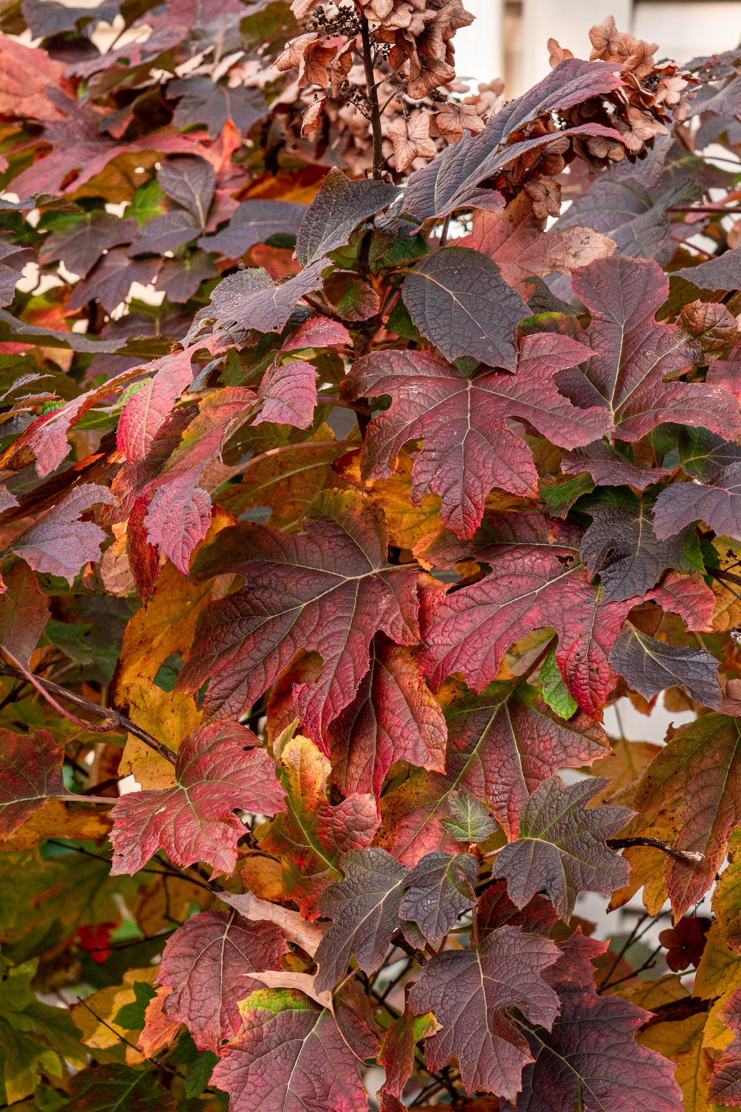 Oakleaf hydrangeas