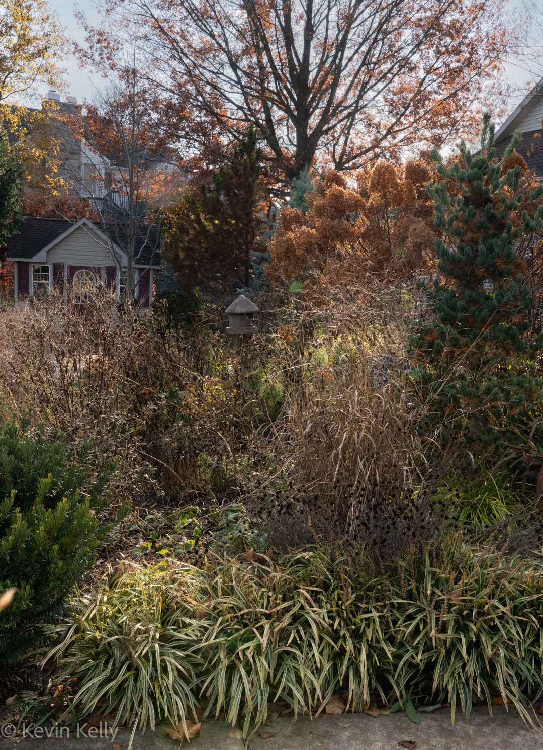 grasses and perennials