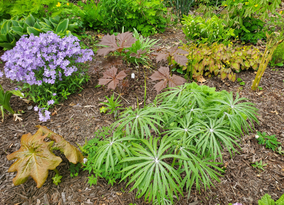 Podophyllum ‘Red Panda’, Syneilesis aconitifolia, Phlox divaricata, Rodgersiapodophylla ‘Tien Tsin Red’, cinnamon fern (Osmundastrum cinnamomeum), and Epimedium ‘Sulphureum’.